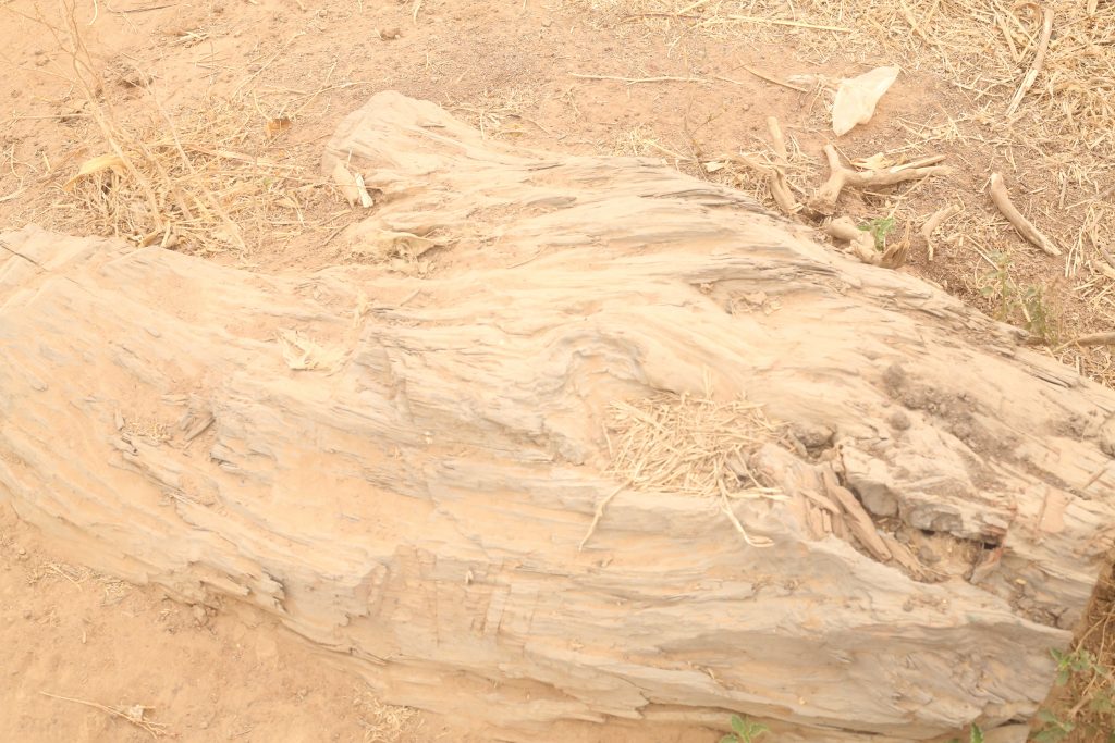 Ezekiel Danjuma was killed on this stump