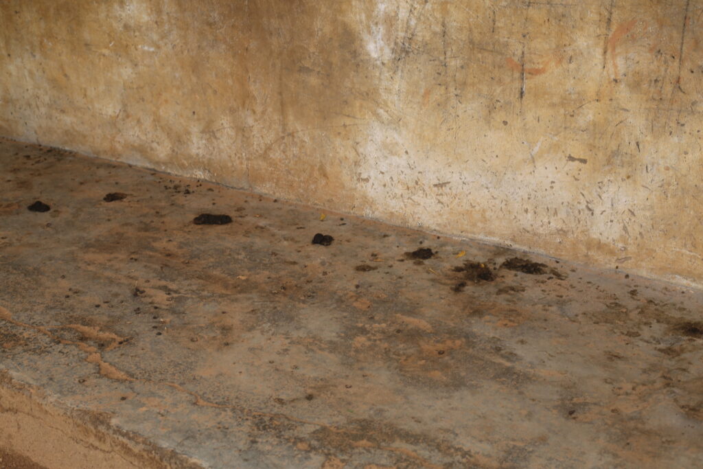 Animals faeces deface Kano schools || Photo Credit: Daniel Ojukwu/FIJ
