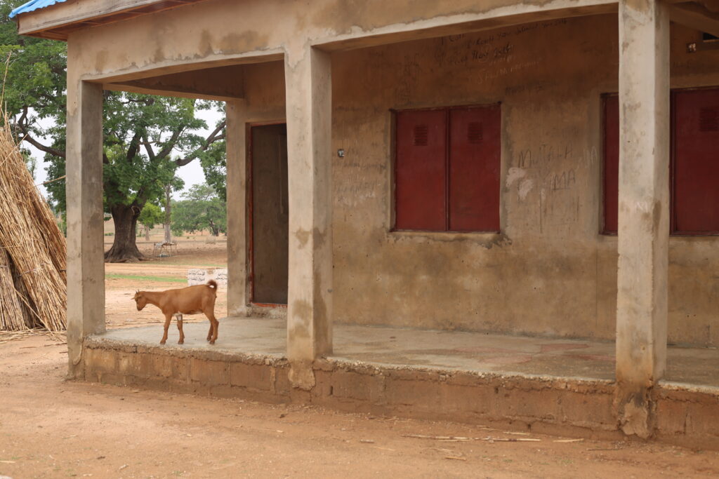 Schools overrun by goats || Photo Credit: Daniel Ojukwu/FIJ