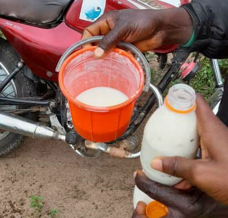 Cow milk obtained from members of the community || Daniel Ojukwu/FIJ