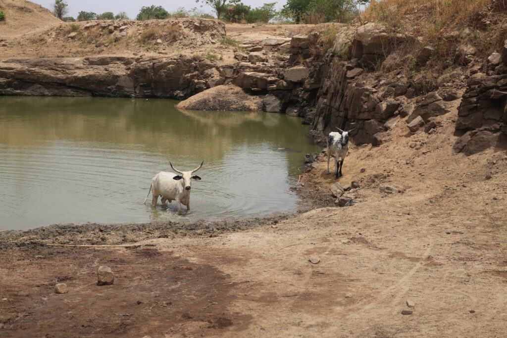 Humans, cattle coexist to share one water source. Picture Credit: Daniel Ojukwu/FIJ.