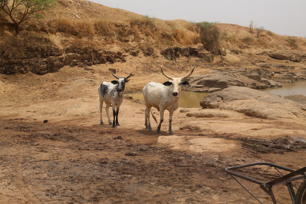 Humans, cattle coexist to share one water source. Picture Credit: Daniel Ojukwu/FIJ.