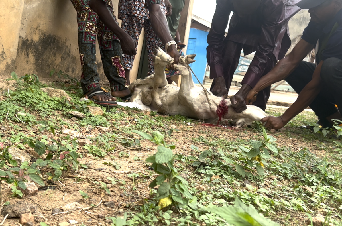 A ram being slaughtered