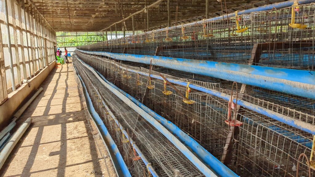 Affected Poultry Farm
