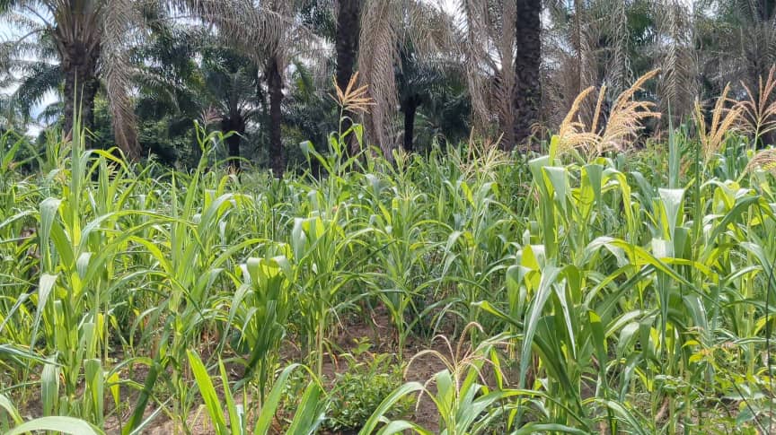 Chief Mayegun's maize farm