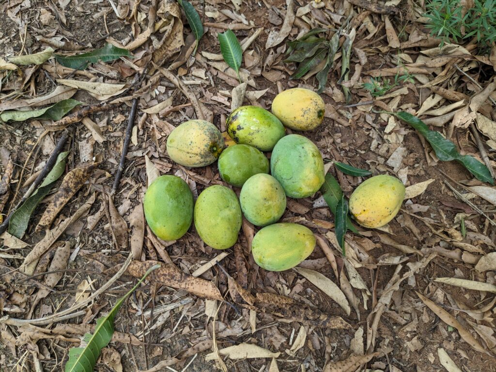 Some Mangoes