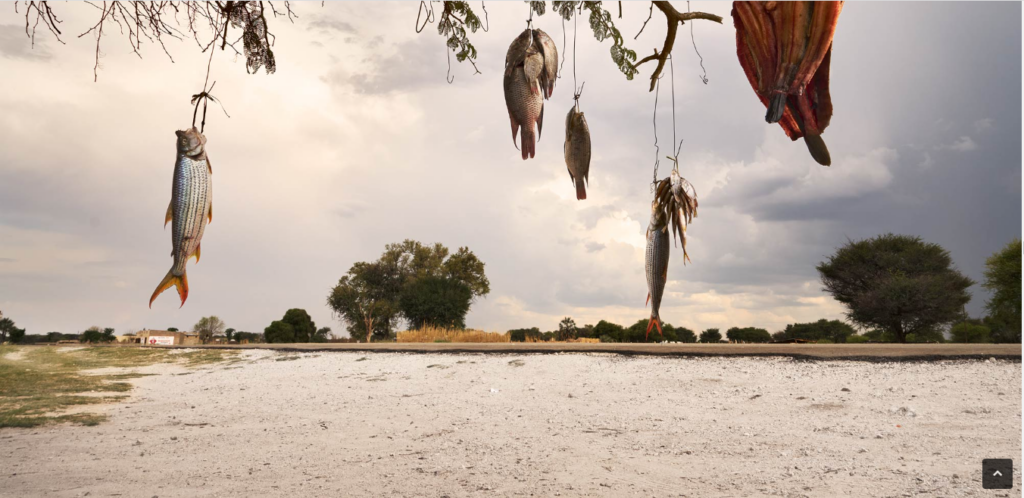 Fishes caught in the contaminated Okavango River
