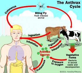 The Anthrax Cycle 