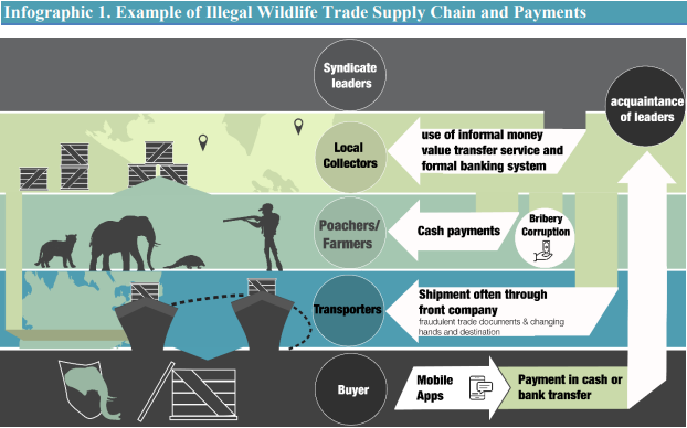 Chart showing illegal wildlife supply chain