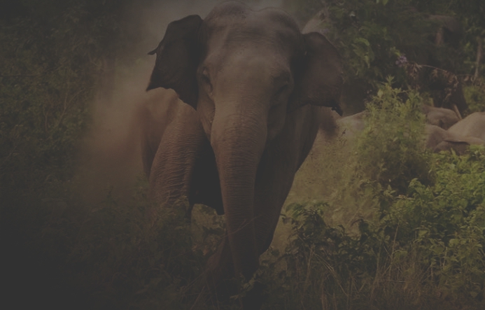 Pendjari! Tracking $1.7m Stray Elephant, Nigerian Journalist Becomes Prisoner in Benin Republic
