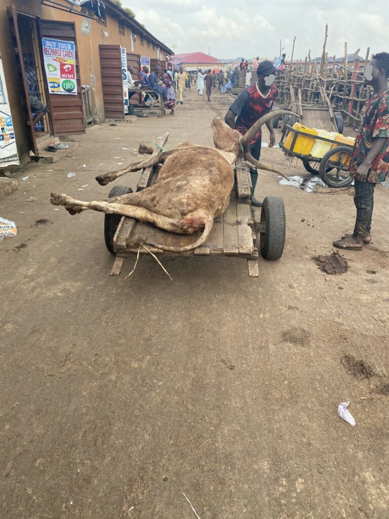 A man talking to another man ready to take a sick cow tethered to a wooden cart to the slab
