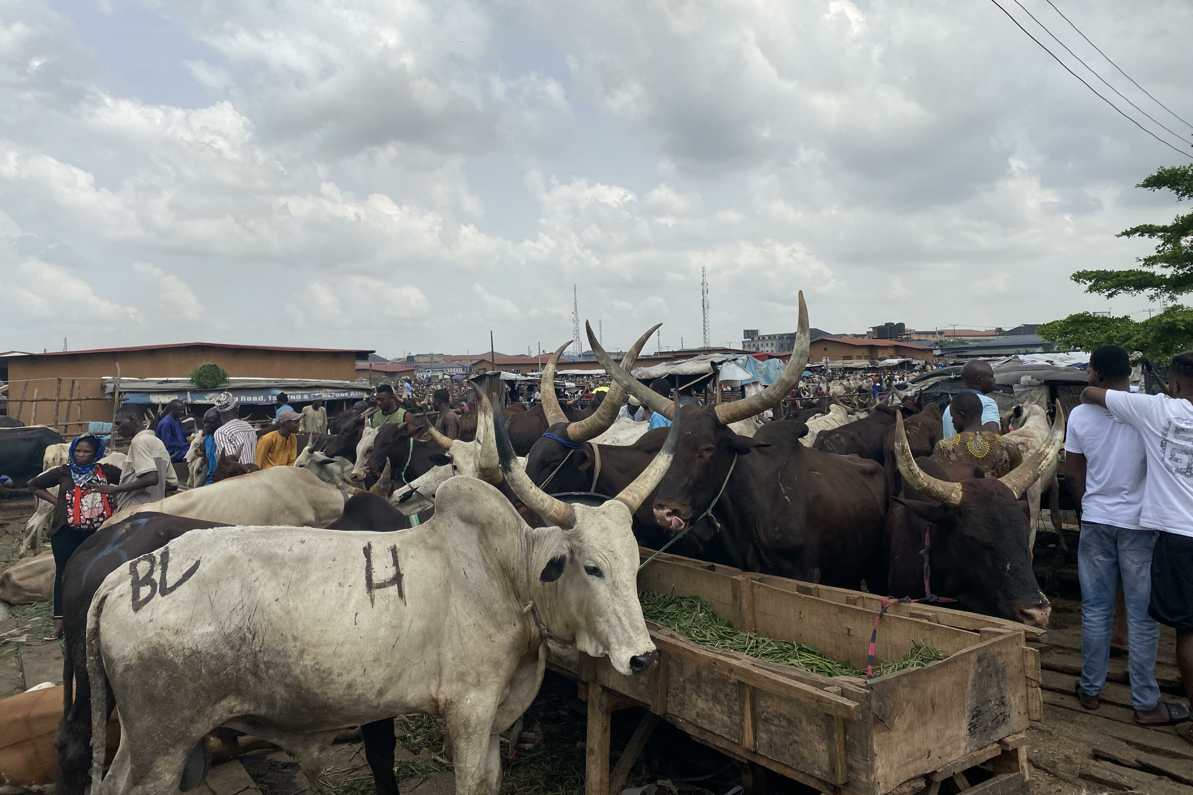 SPECIAL REPORT: Inside Lagos Abattoir Where Sick, Dead Animals Are Slaughtered and Vets Turn Blind Eye