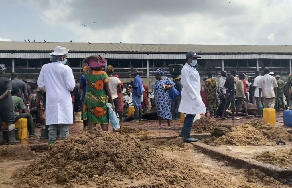 Veterinary doctors standing close to heaps of cow dung watching butchers process dead and sick animals for the public  