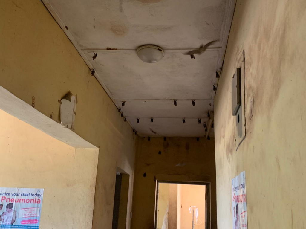 Bats clinging to the ceiling of the community health centre in Agbon-Ojodu