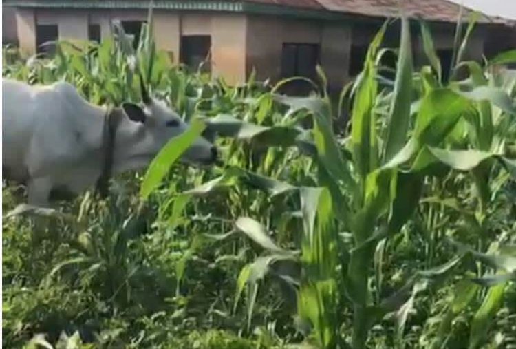 Oyo Law Enforcement Agency Got Farmer's Petition After Herders Ruined Farm. It Didn't Act